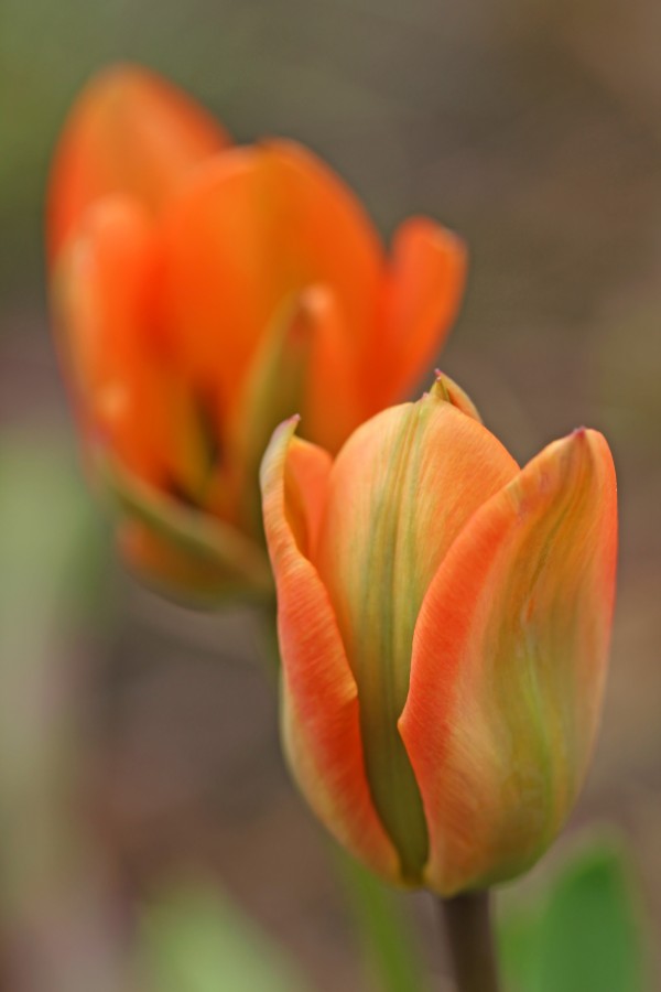 Apricot Orange Beauty by Deb Oppermann